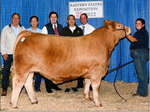 price winning steer at The Big E